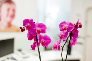 Orchideen im Empfangsraum